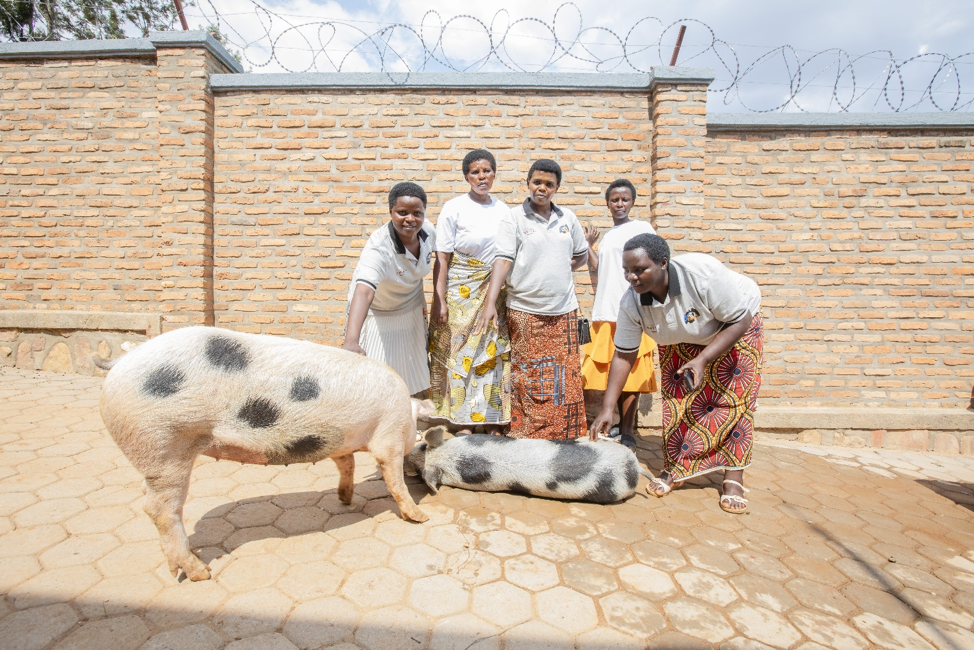 Poultry Farming Success